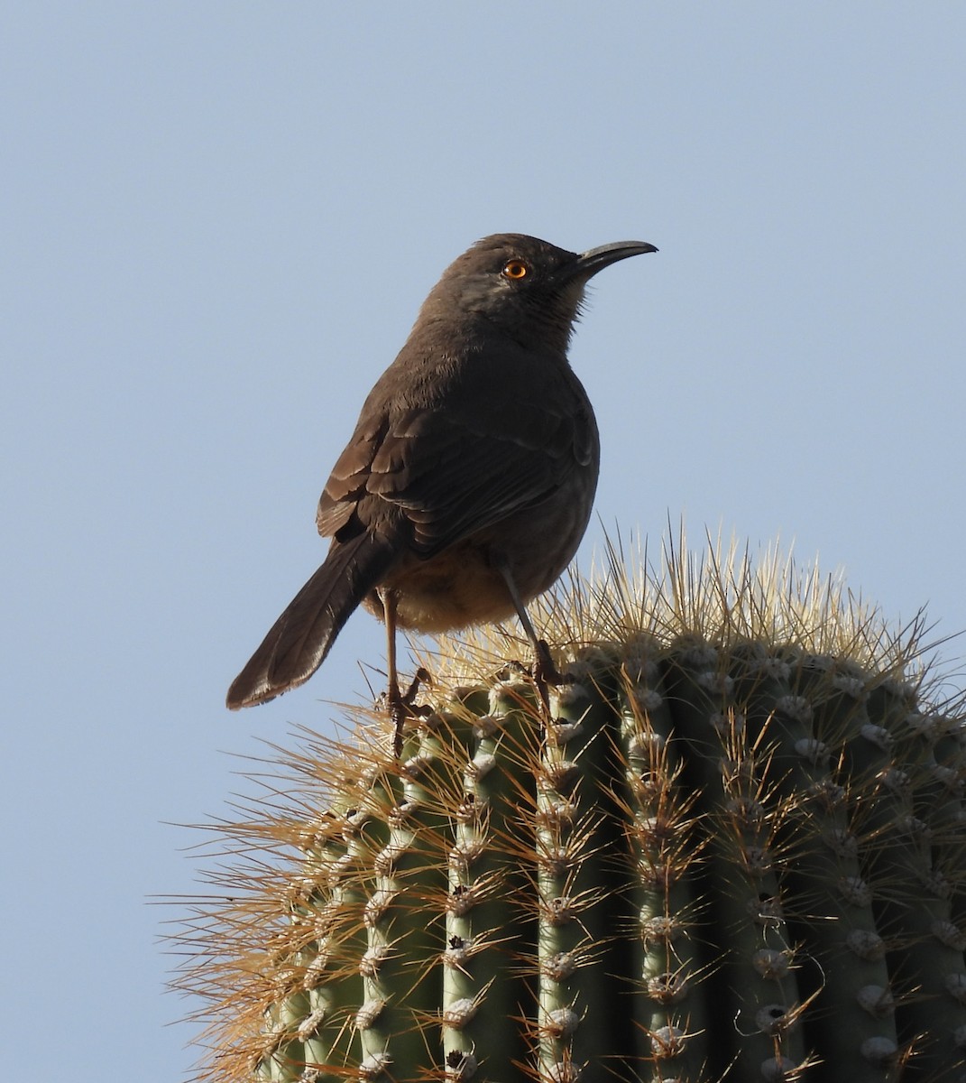 Curve-billed Thrasher - ML647717586