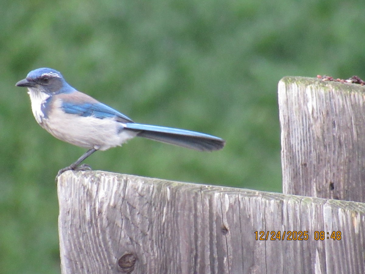 Chara Californiana - ML647717590