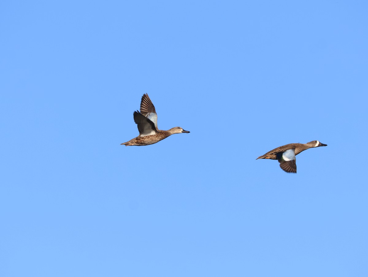 čírka modrokřídlá - ML647717609