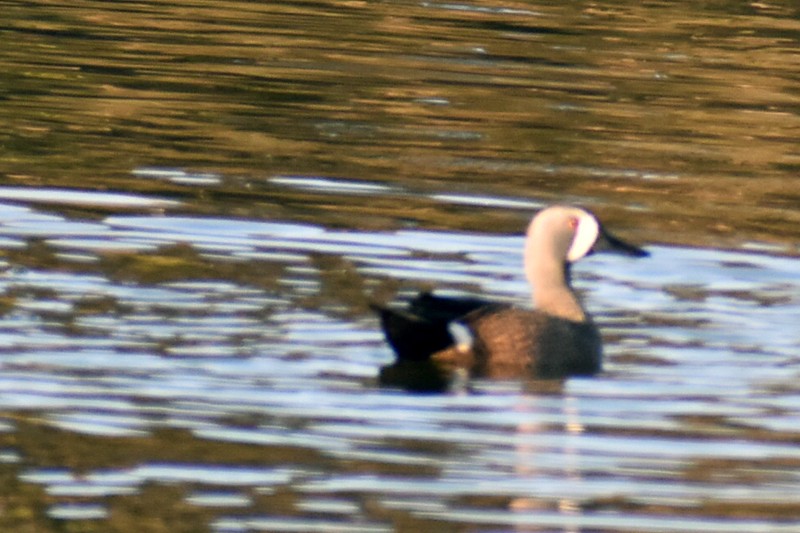 čírka modrokřídlá - ML647717613