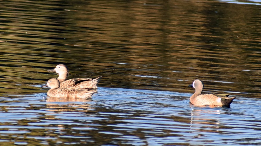čírka modrokřídlá - ML647717614