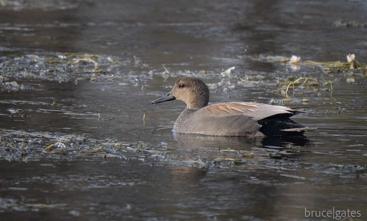 Boz Ördek - ML647717626