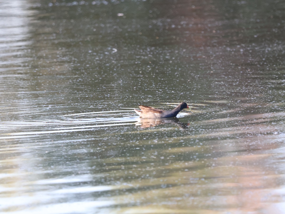 アメリカバン - ML647717635