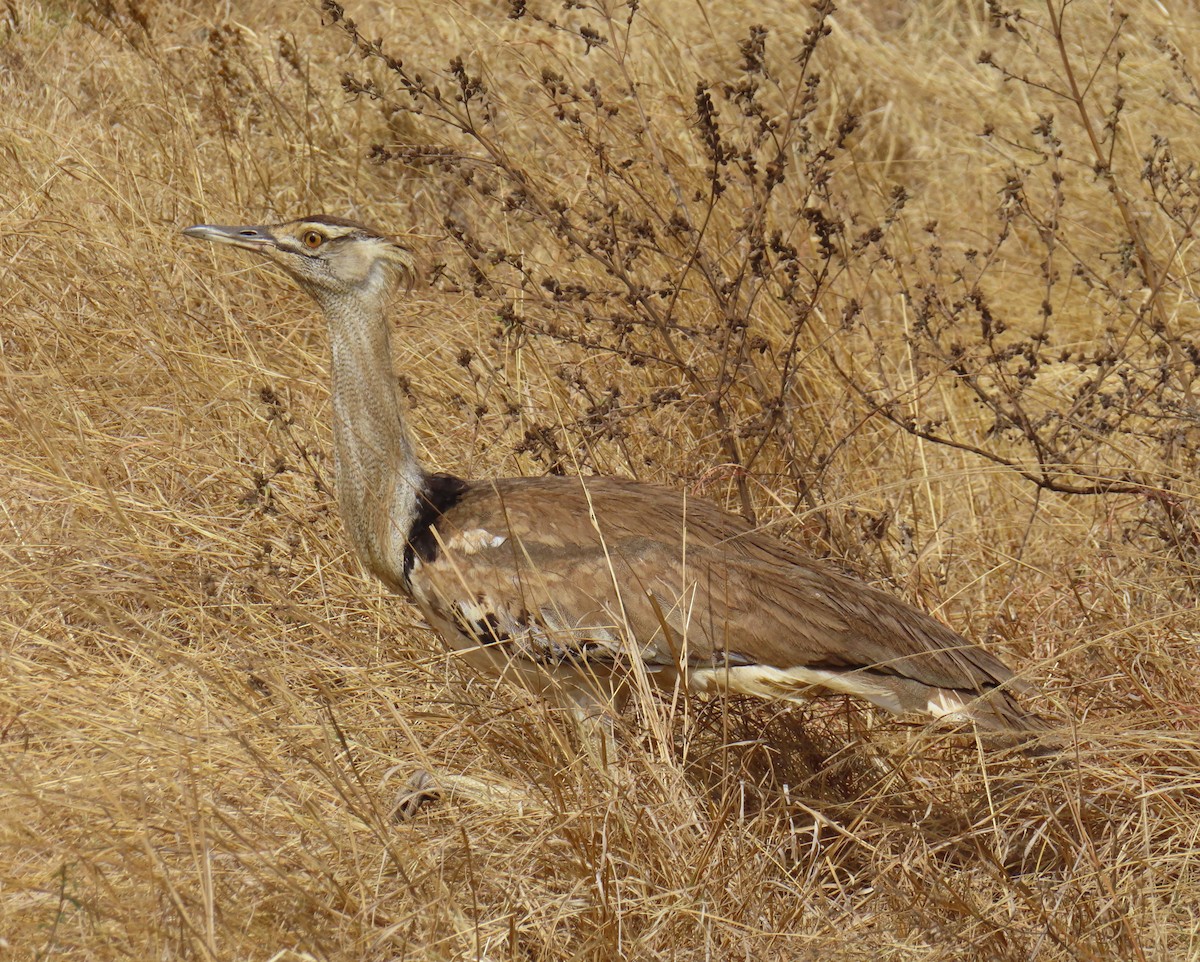 Kori Toyu - ML647717637