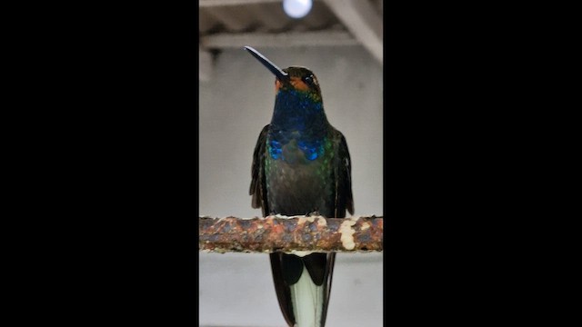 Rufous-gaped Hillstar - ML647717656