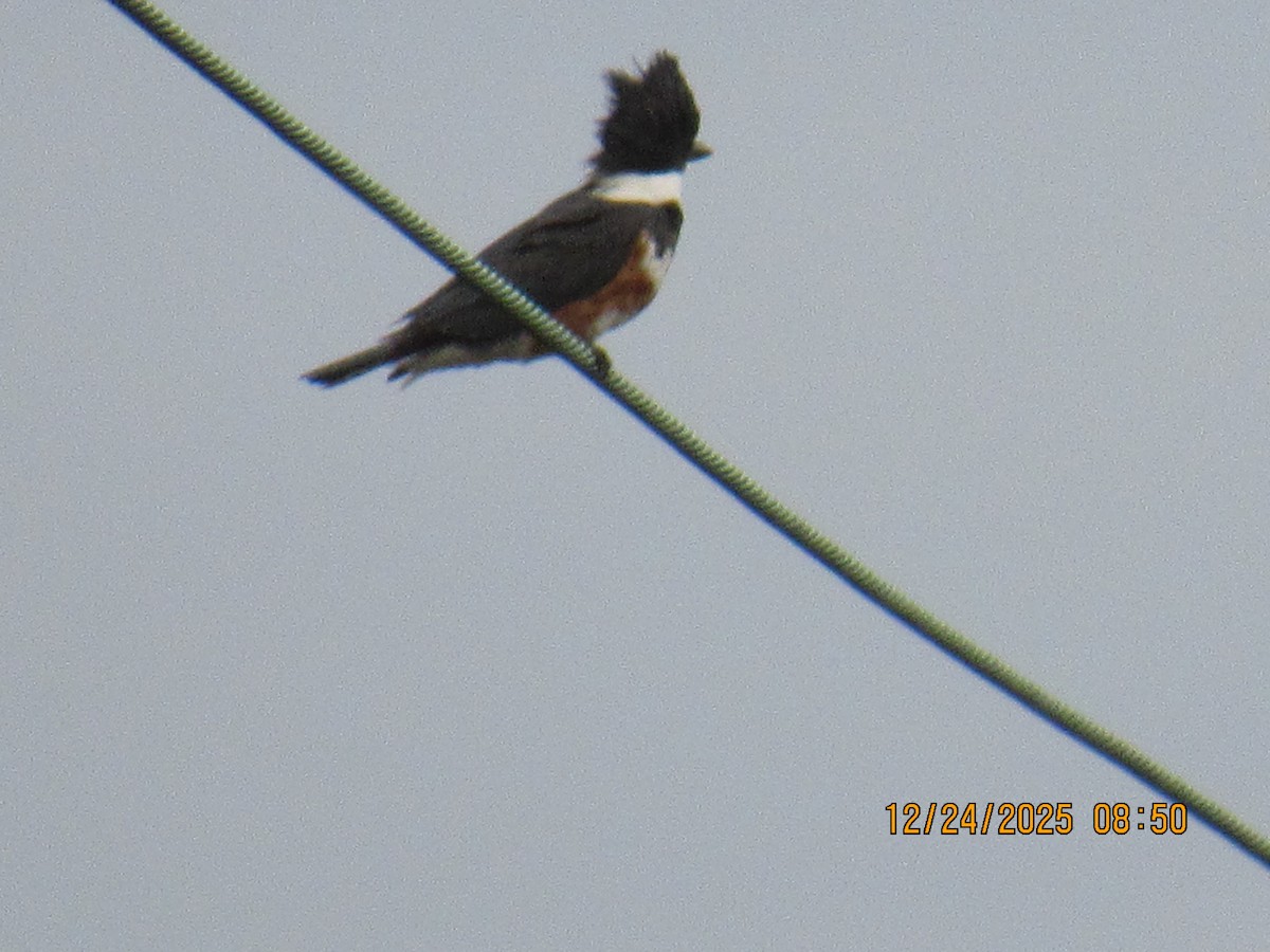 Martín Gigante Norteamericano - ML647717684