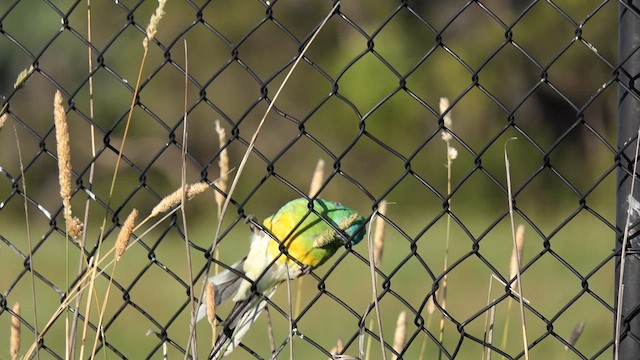 Red-rumped Parrot - ML647717694