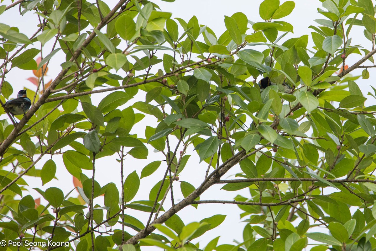 Goldscheiteltangare - ML647717698