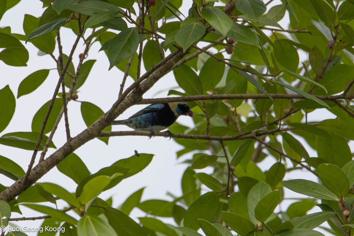 Goldscheiteltangare - ML647717699