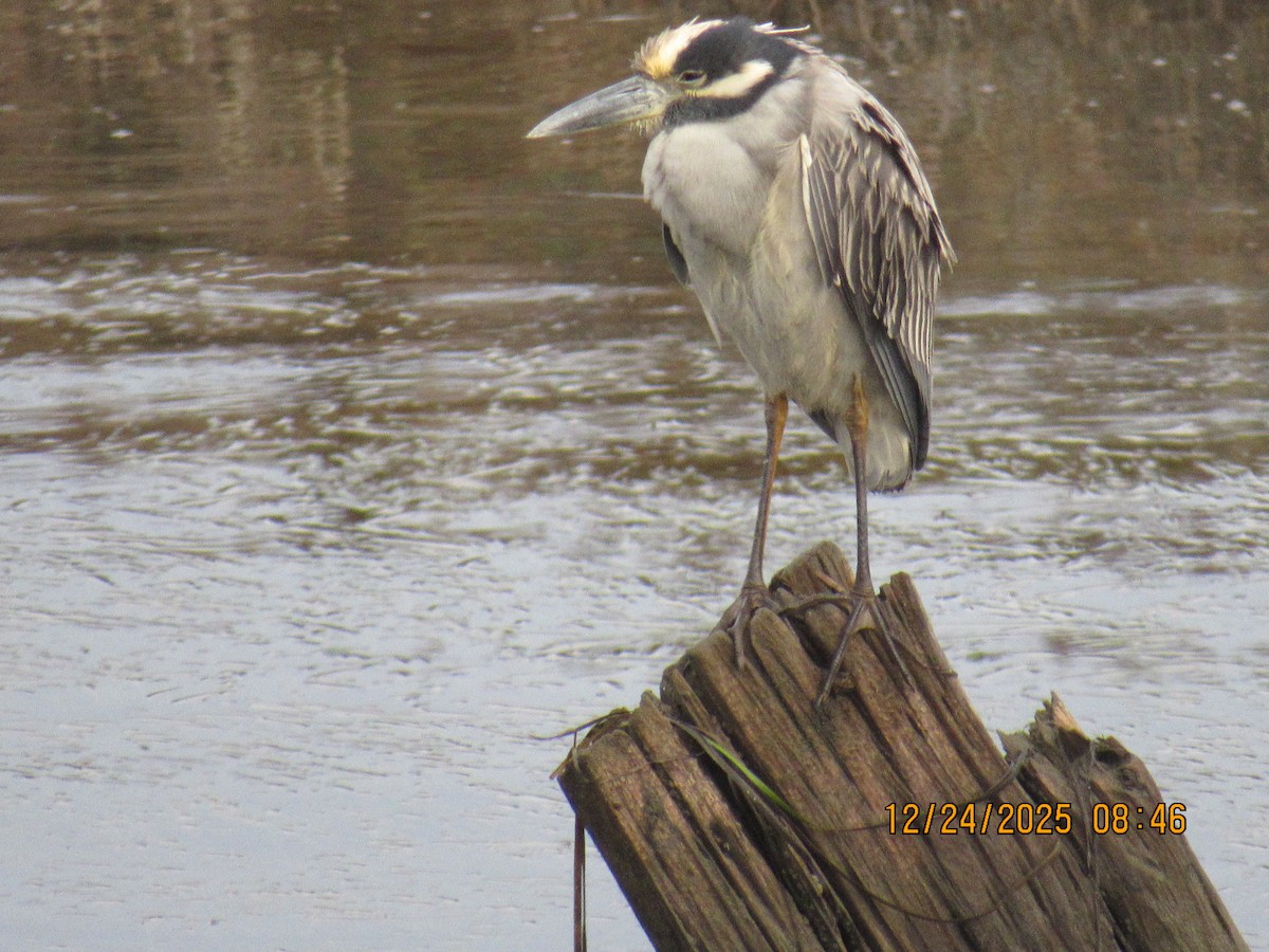 Martinete Coronado - ML647717724