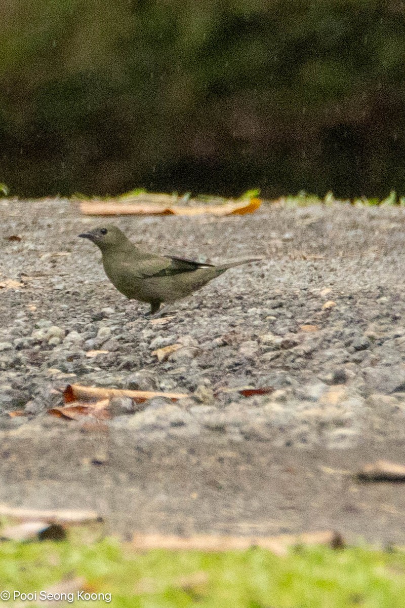 Tangara Palmera - ML647717727