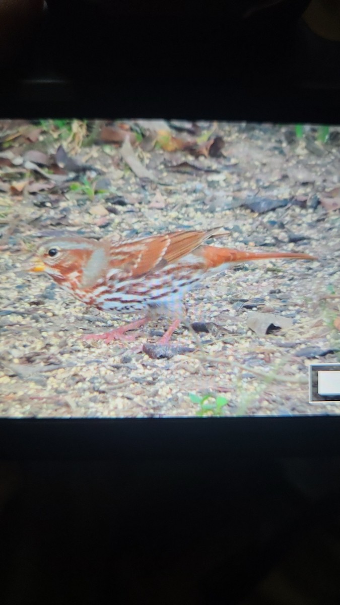 Fox Sparrow - ML647717729