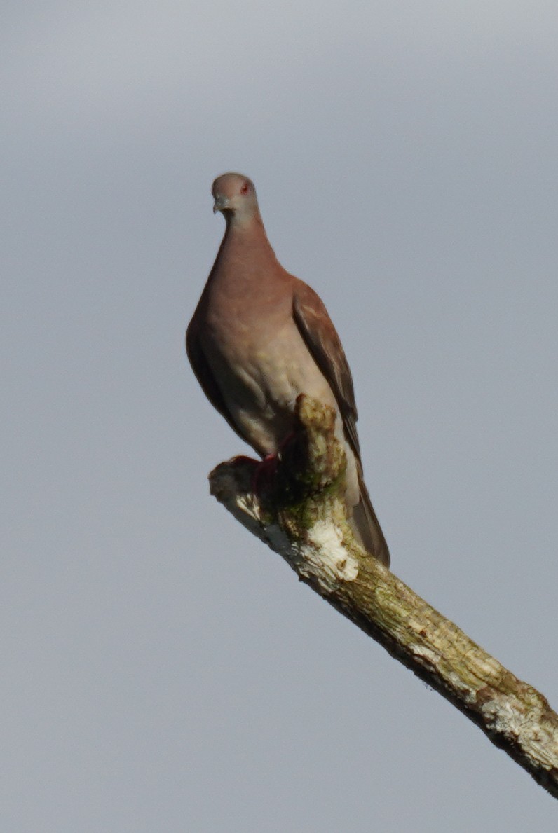 Paloma Colorada - ML647717737