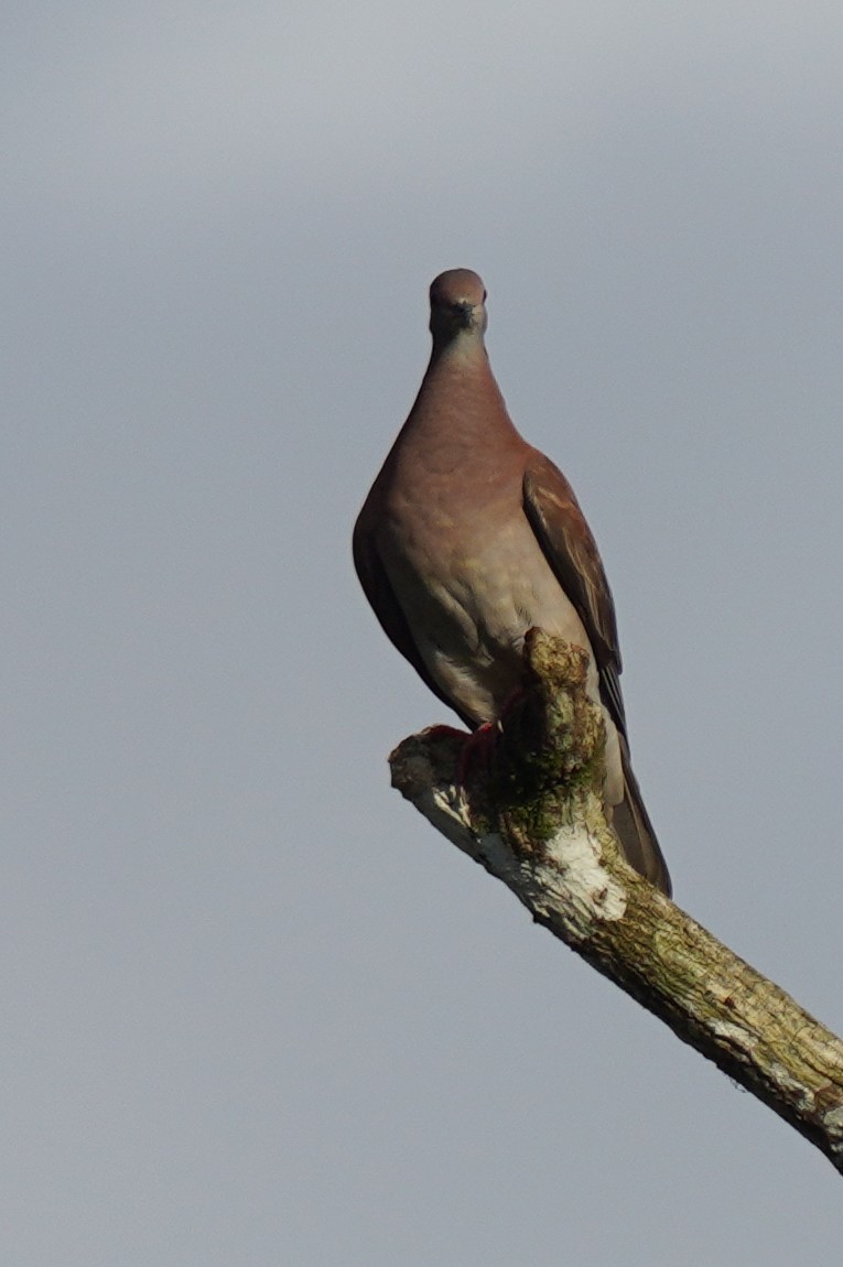 Paloma Colorada - ML647717739