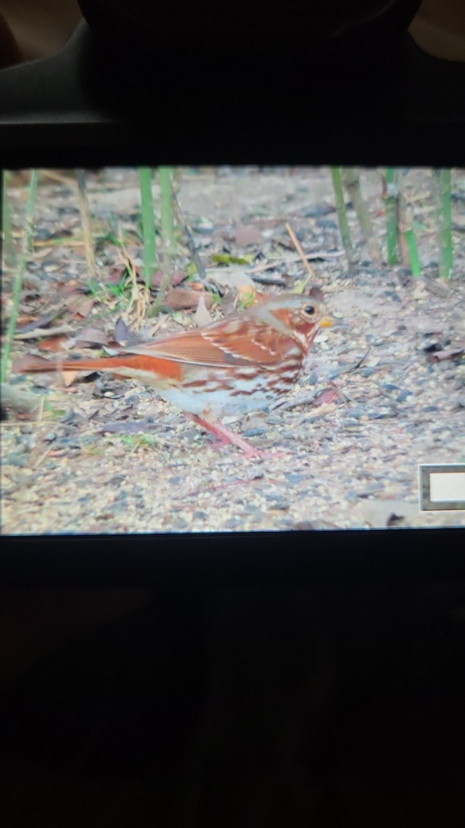 Fox Sparrow - ML647717741
