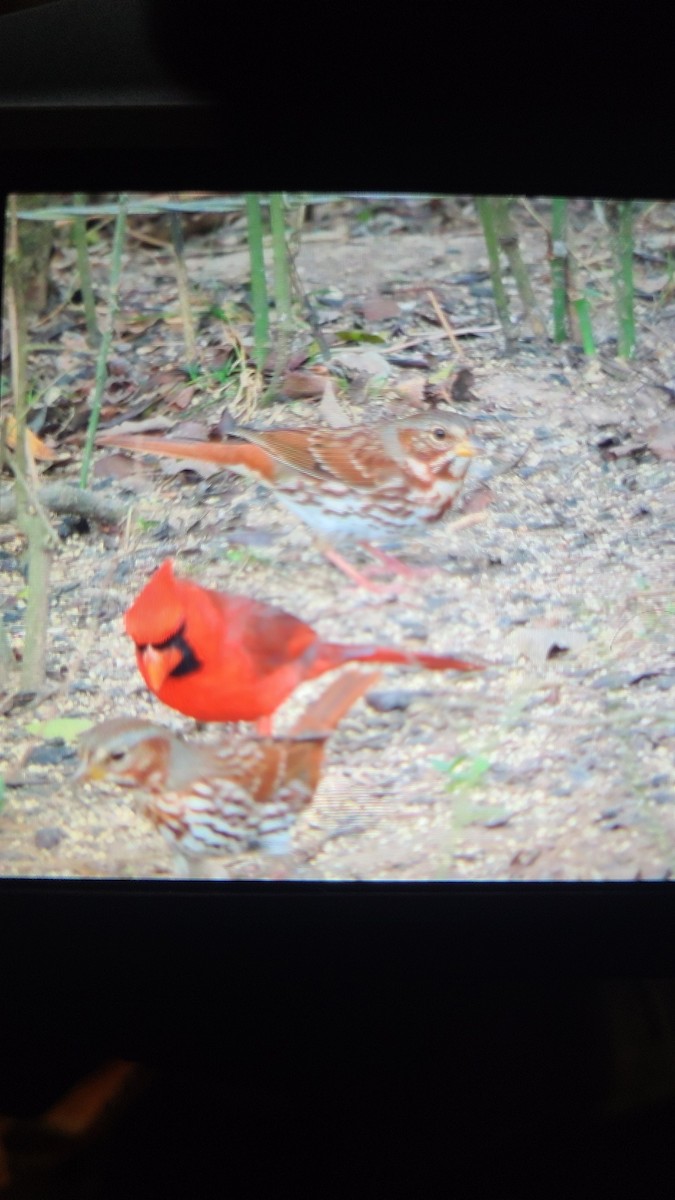 Fox Sparrow - ML647717746