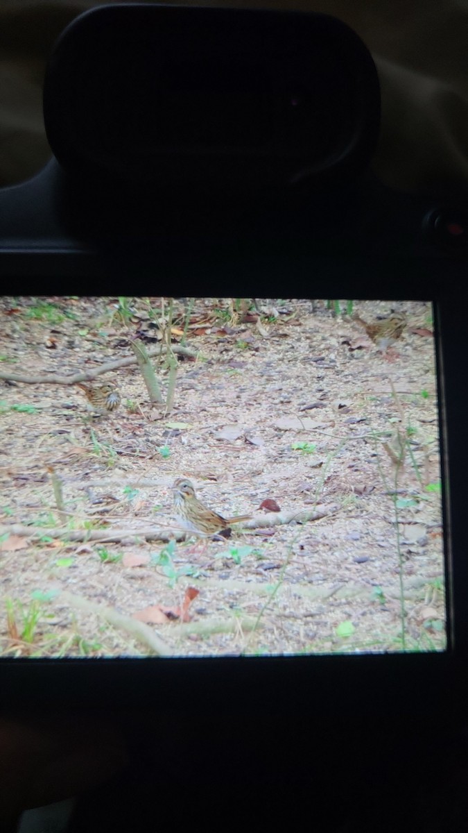 Lincoln's Sparrow - ML647717757