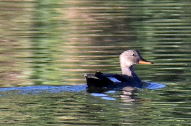 Boz Ördek - ML647717760