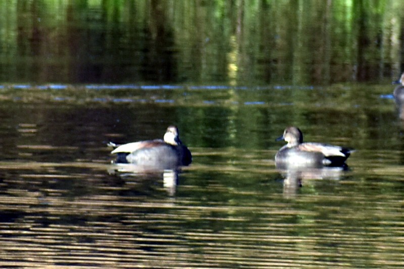 Boz Ördek - ML647717761