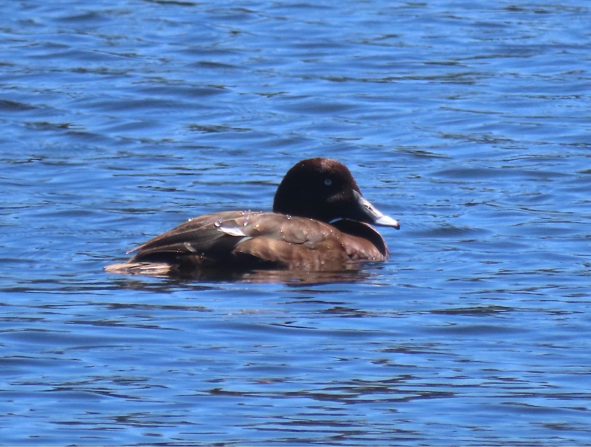 Hardhead - ML647717781