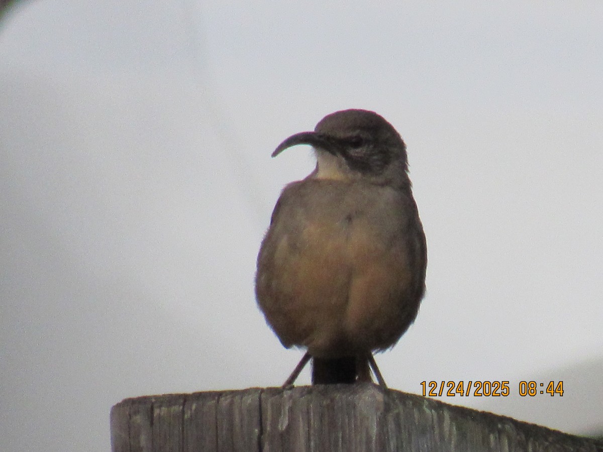 Cuitlacoche Californiano - ML647717813