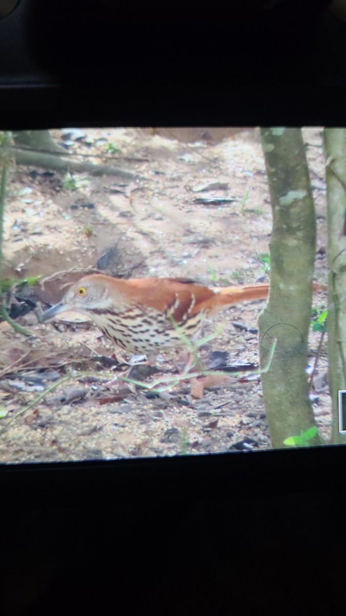 Brown Thrasher - ML647717826