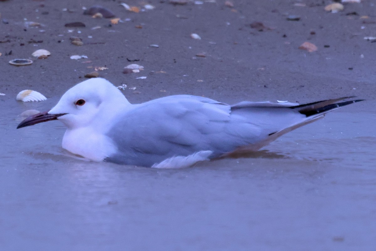 Морской голубок - ML647717839