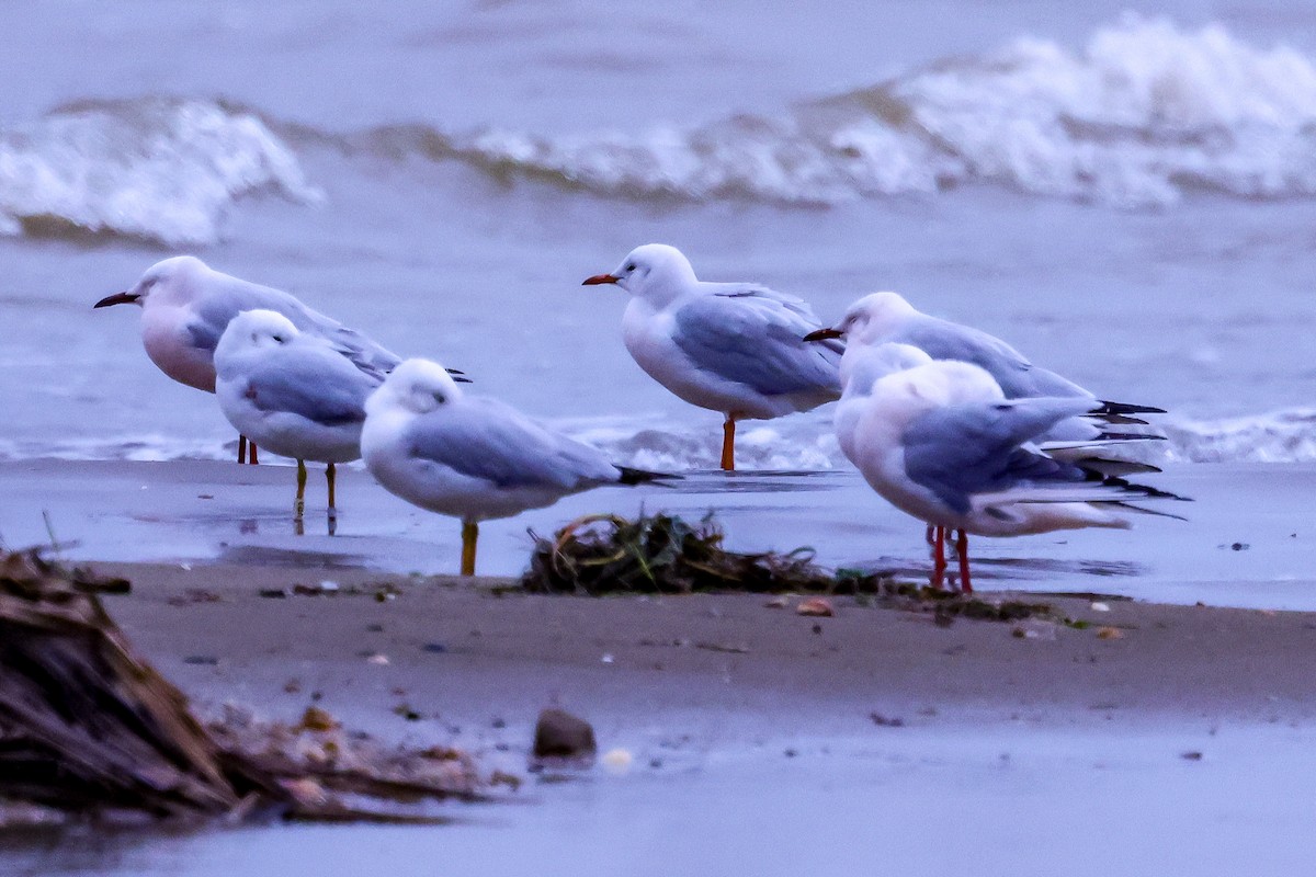 Морской голубок - ML647717840