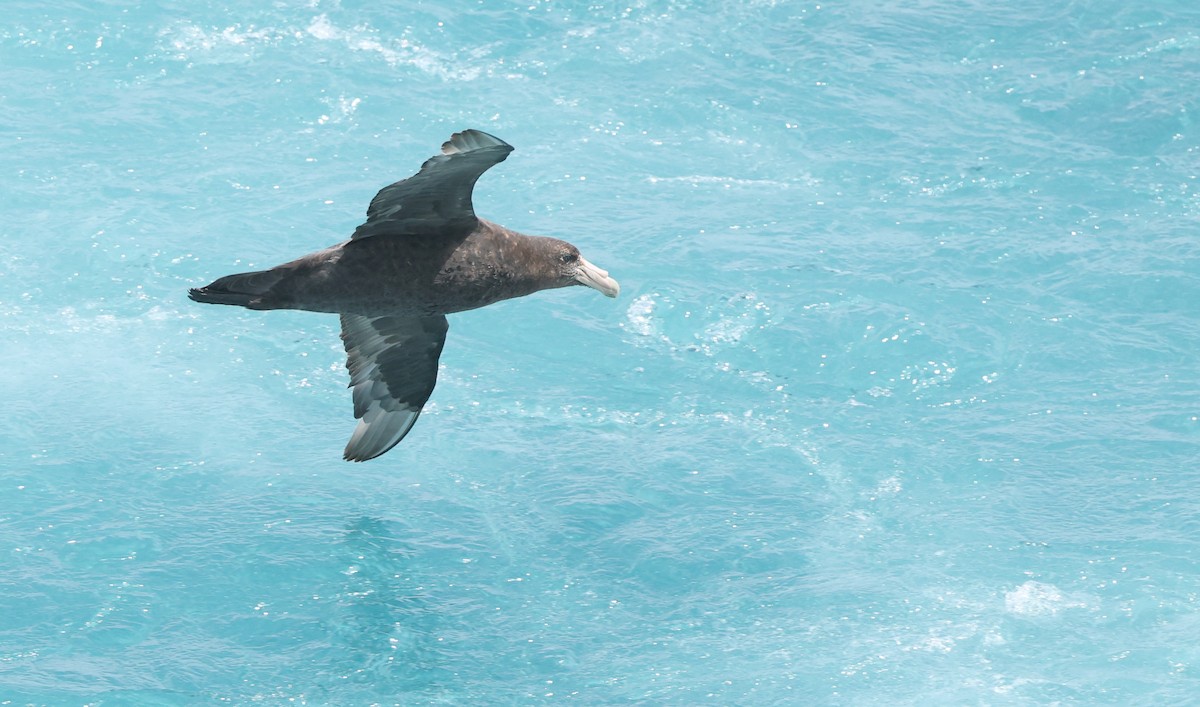 Southern Giant-Petrel - ML647717861