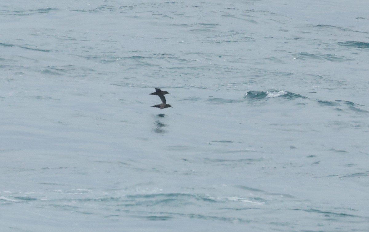Sooty Shearwater - ML647717867