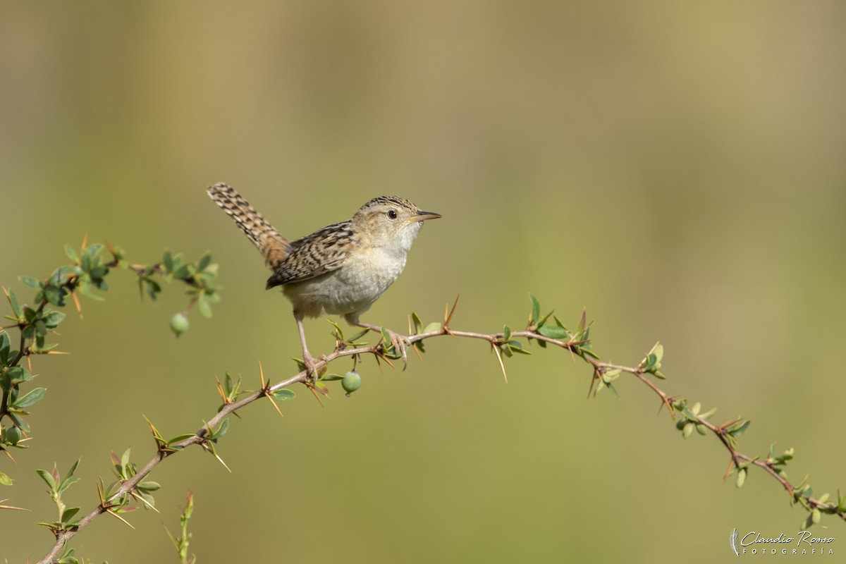 Grass Wren - ML647717869