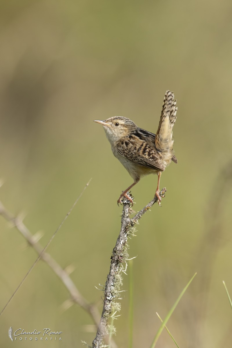 Grass Wren - ML647717870