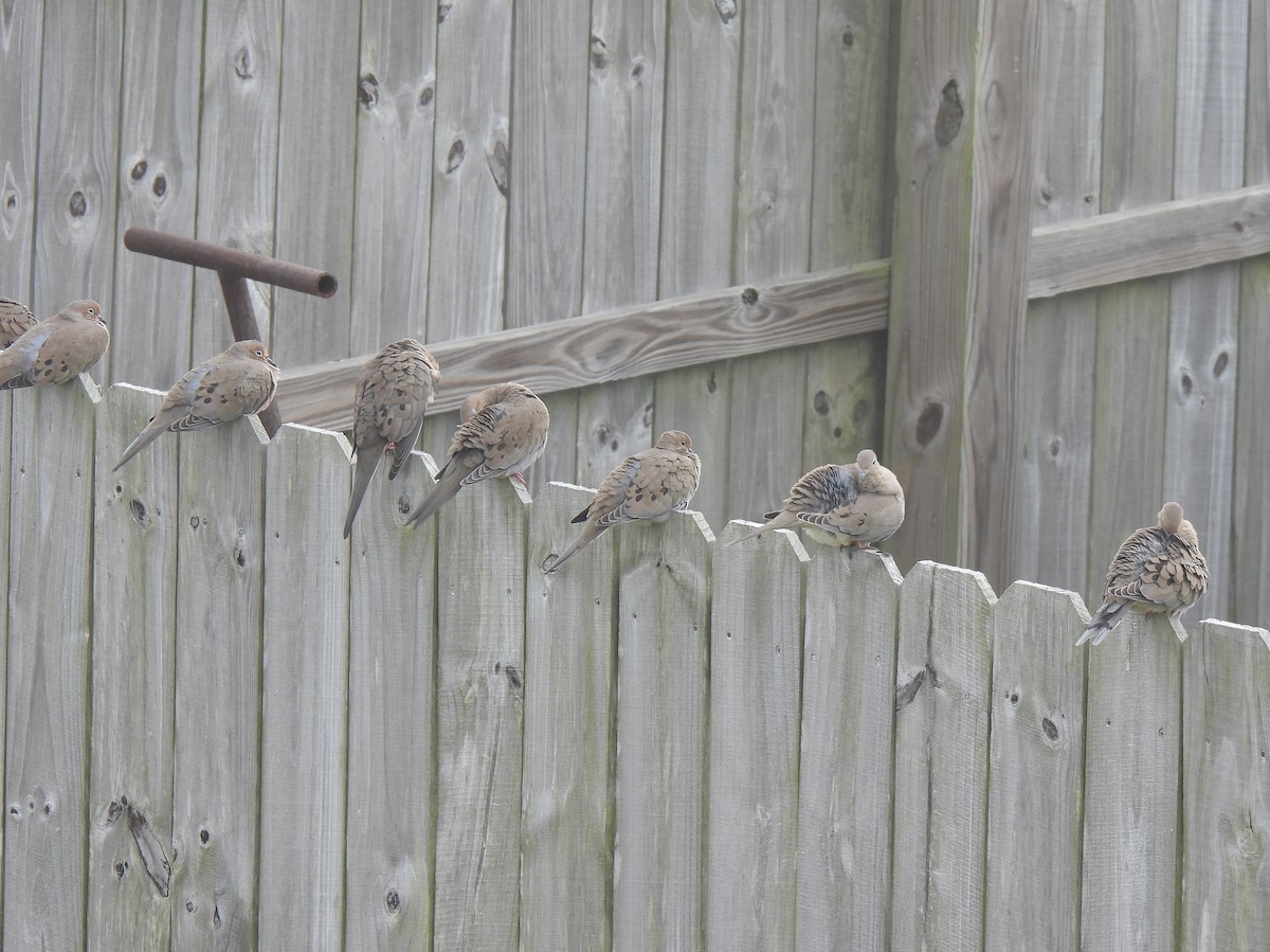 Mourning Dove - ML647717884