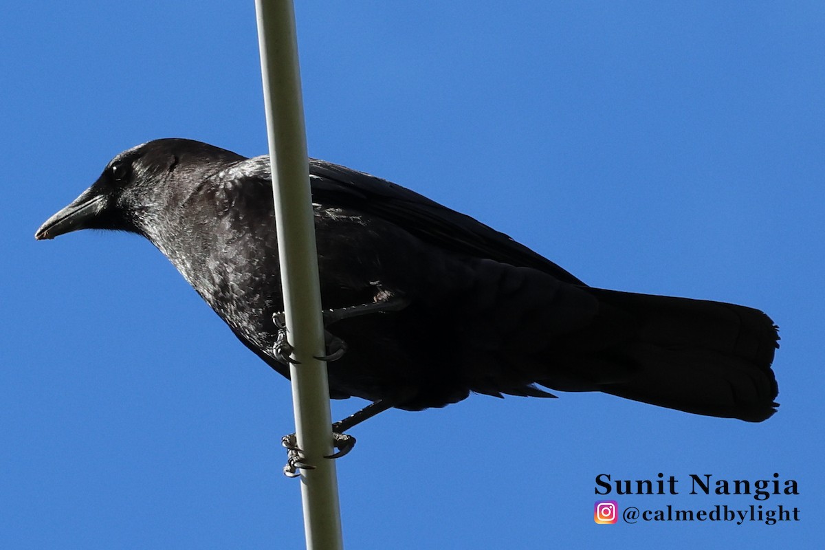American Crow - ML647717885