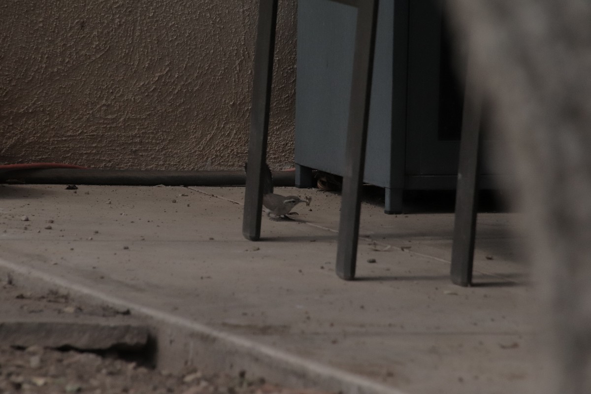 Bewick's Wren (mexicanus Group) - ML647717886