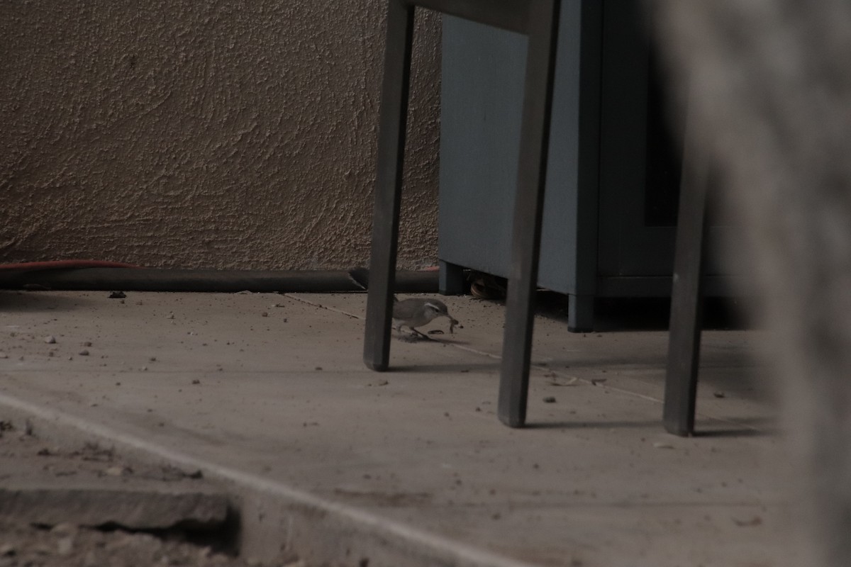 Bewick's Wren (mexicanus Group) - ML647717887