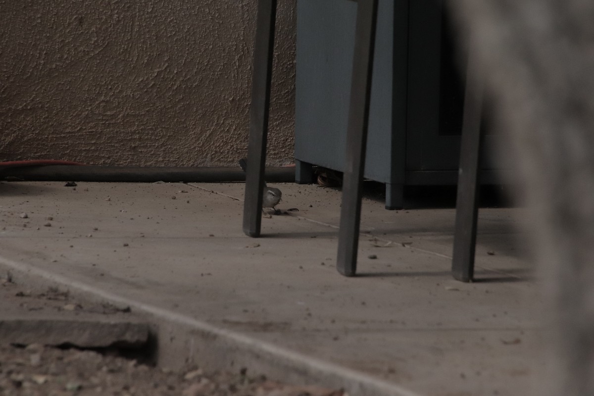 Bewick's Wren (mexicanus Group) - ML647717888