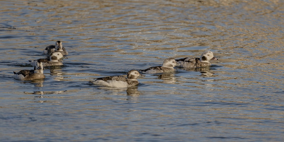 Long-tailed Duck - ML647717890