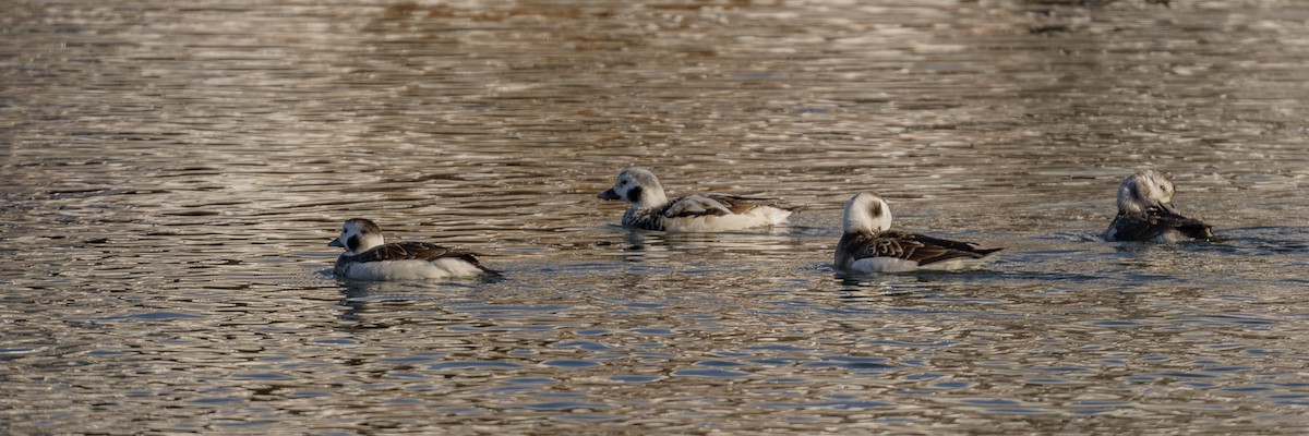 Long-tailed Duck - ML647717891