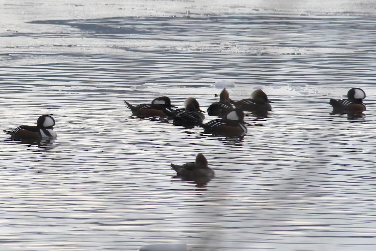 Hooded Merganser - ML647717893