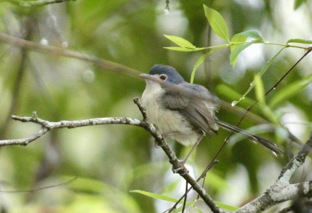 Lovely Fairywren - ML647717894