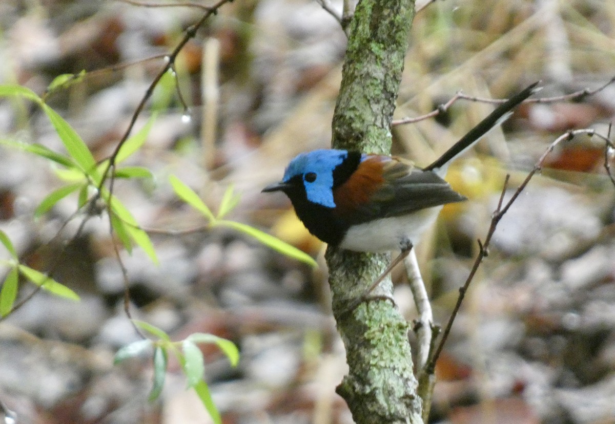 Lovely Fairywren - ML647717895