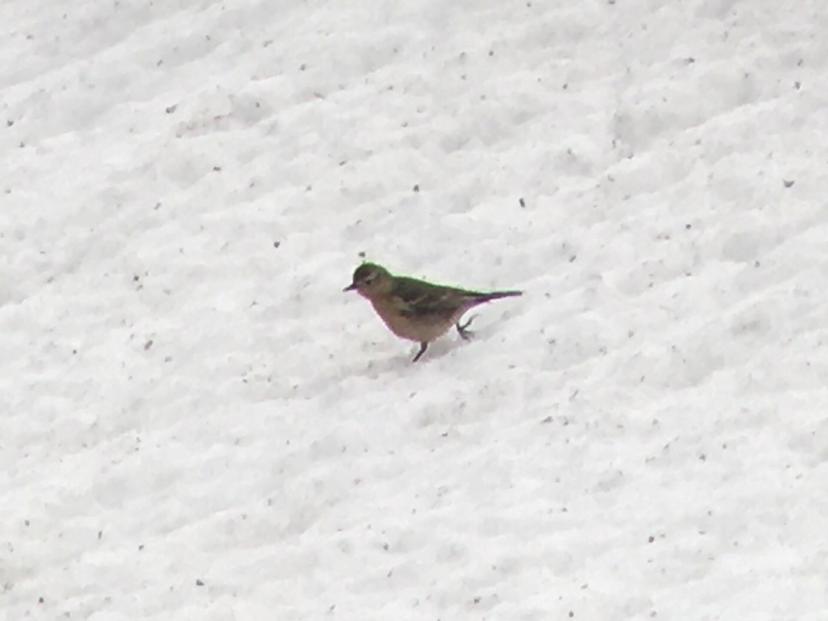 American Pipit - ML647717896