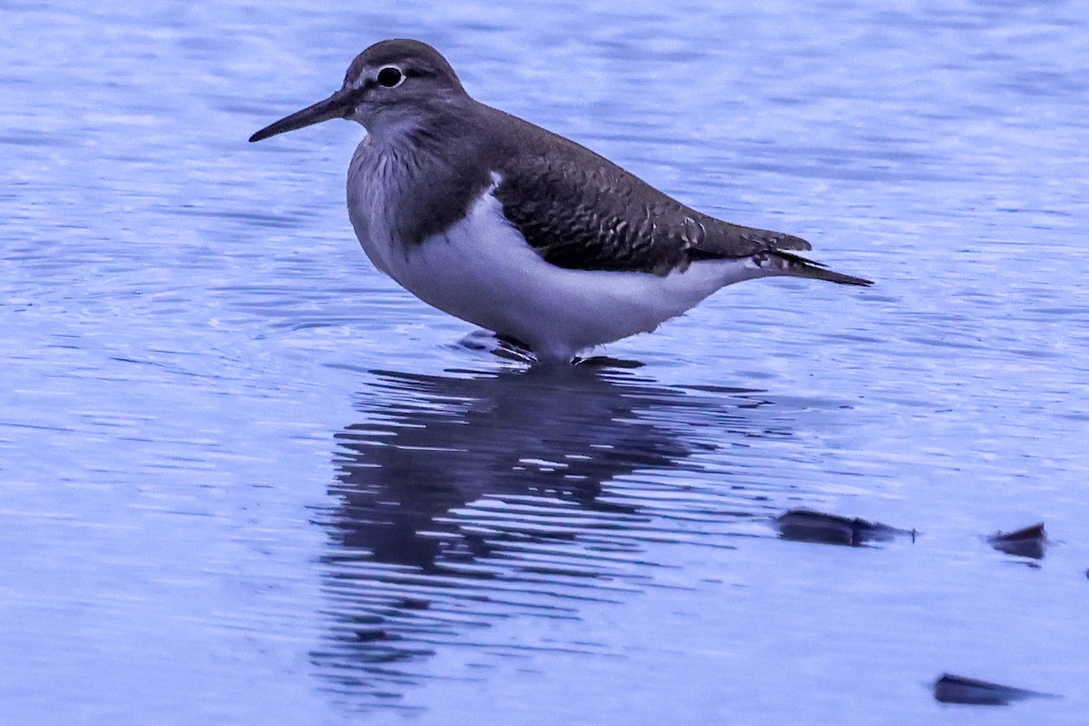 Common Sandpiper - ML647717907