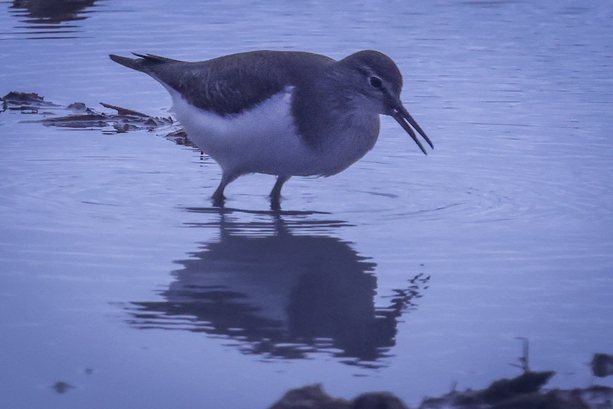 Common Sandpiper - ML647717908