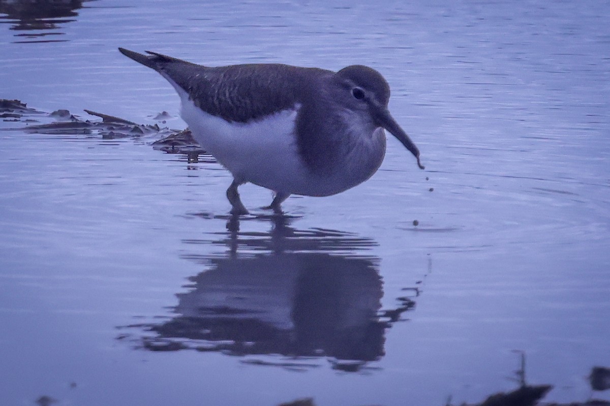 Common Sandpiper - ML647717909