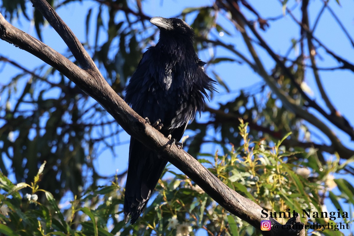 Common Raven - ML647717910