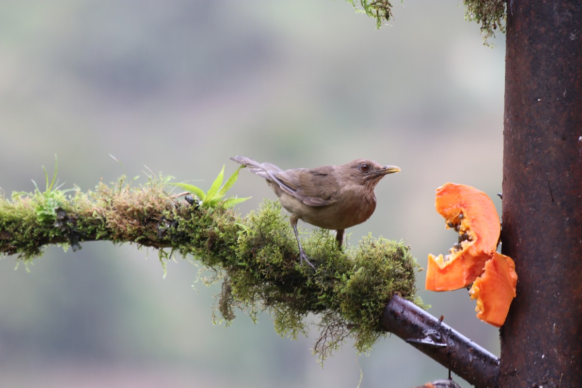 Clay-colored Thrush - ML647717911