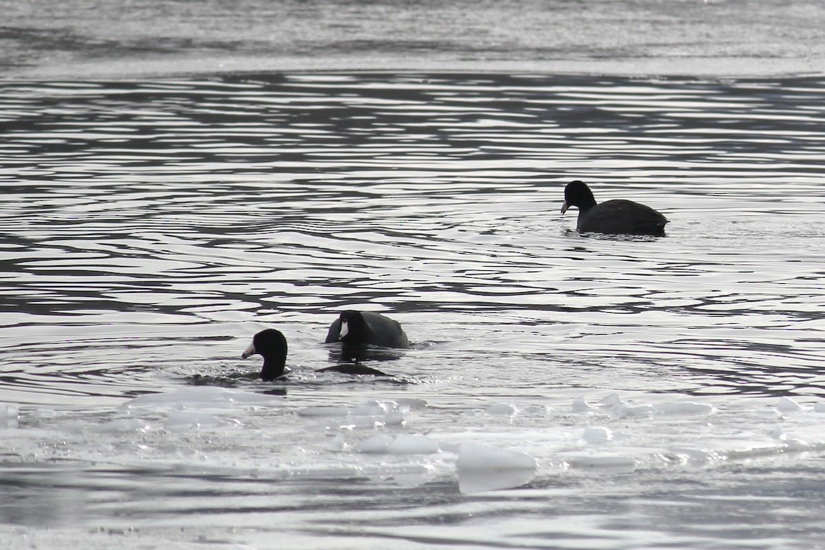 American Coot - ML647717913