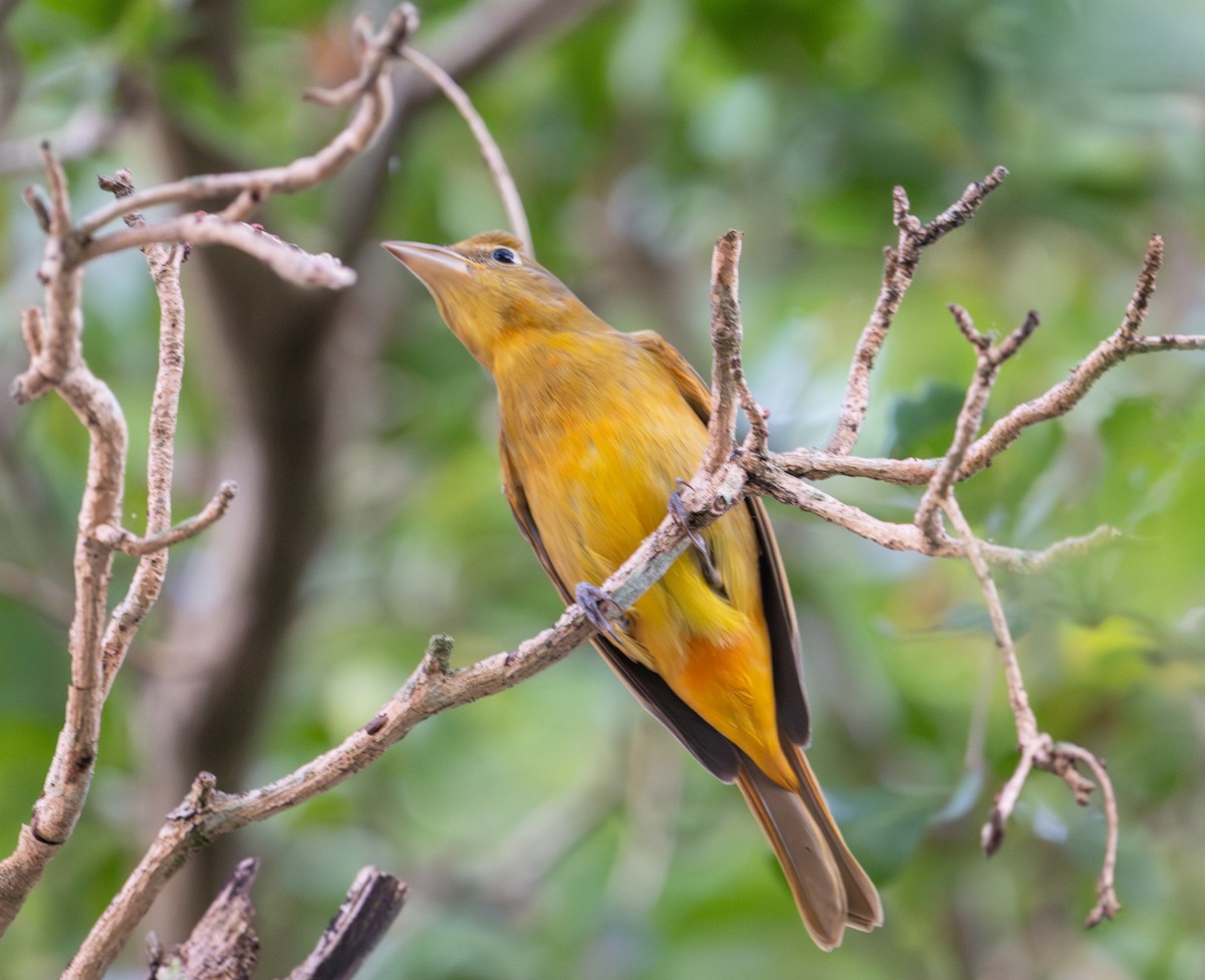 Summer Tanager - ML647717914